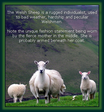 Sheep With Attiude