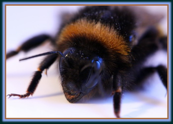 Our Friend the Honey Bee