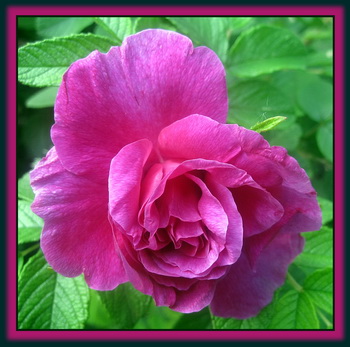 Sweet Summer Roses Sweet Summer Roses