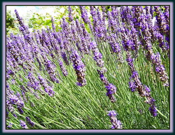 Lavender is Hot Lavender is Hot