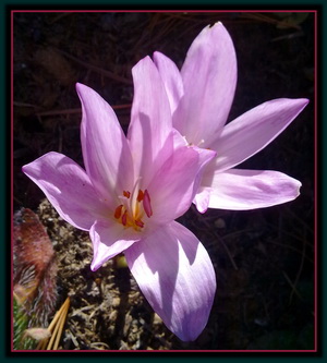 Saffron Crocus Saffron Crocus