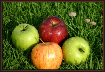 Apples - The Food of Love