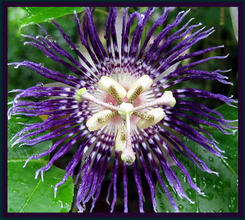 Passion Flower Passion Flower