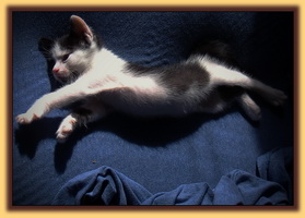 Comfy Well-Treated Kitten