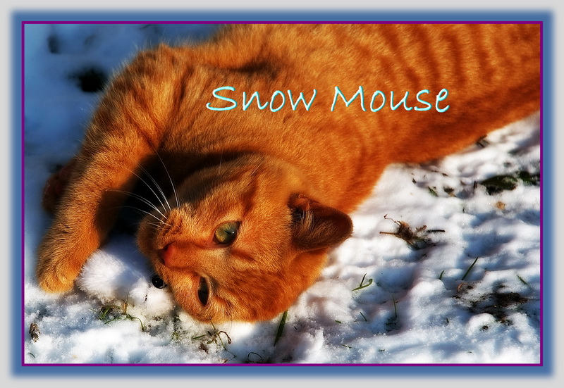 Snow Mouse
